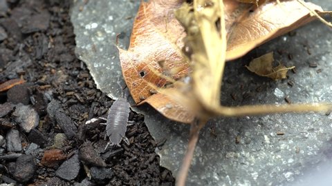 4K video of pill bug hiding under fallen leaves