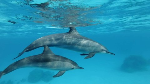 Two dolphins, mother and juvenile dolphin slowly swims in a circle under surface in blue water. Slow motion, Close up, Underwater shot. Spinner Dolphin (Stenella longirostris) in Red Sea, Egypt 