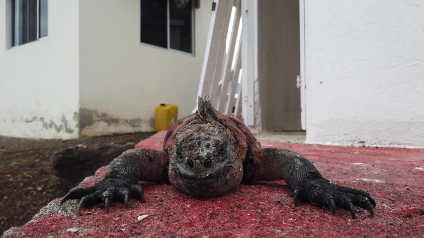 marine iguana on the Galapagos Islands