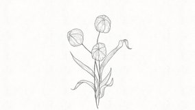 A traditional, handmade and minimal style animation of a blooming narcissus