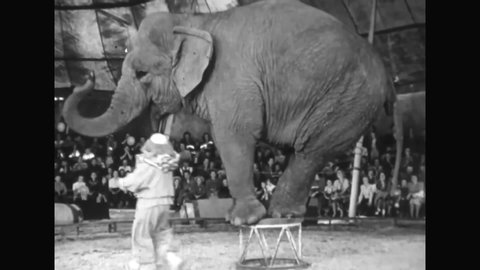 CIRCA 1951 - Bozo the Clown performs with trained elephants at the circus.