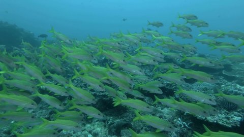 Slow motion, Large school of yellow Goatfish slowly swim in the blue water over corals bottom. Yellowfin Goatfish - Mulloidichthys vanicolensis, Bali, Oceania, Indonesia