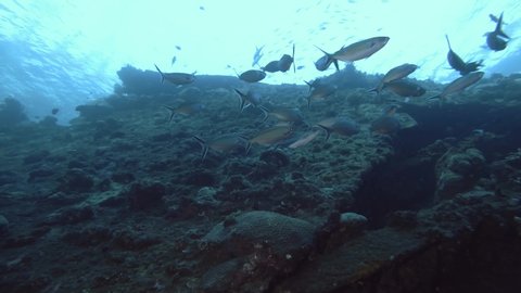 School of Fusilier swim near the board shipwreck USAT Liberty. Double Lined Fusilier - Pterocaesio digramma , Bali, Oceania, Indonesia