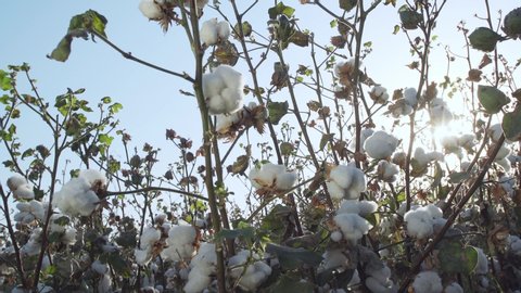 Beautiful cotton bushes are ready to harvest on the background of the sun.Cotton field plantation