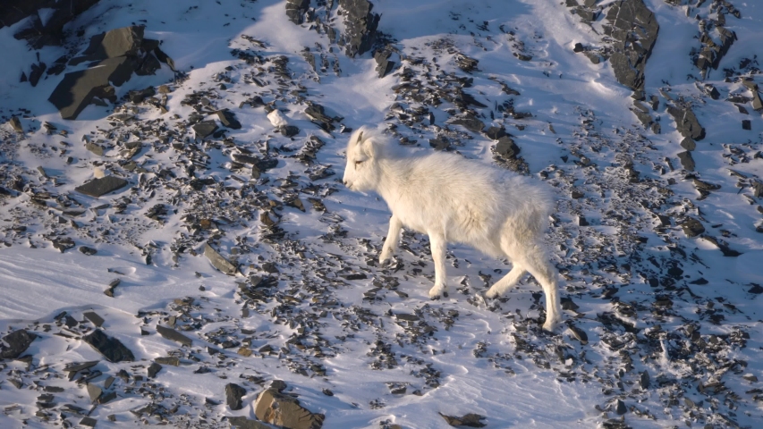 Female Dall Sheep Running Along a Cliffside in the Brooks Mountain Range of Arctic Alaska