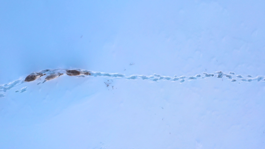 Overhead Drone Footage of Caribou Hear Running Through the Snow in Arctic Alaska