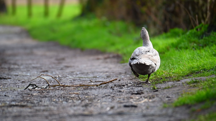 A warty duck cleans  up on a small path after a rain shower