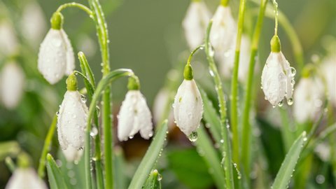 Closeup of snowdrop flowers with dew drops blooming fast in spring morning time lapse