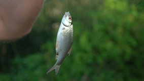 Adult man holding just caught in lake alive fish isolated on green blurry natural background.