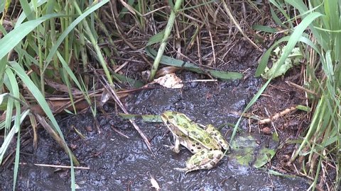 Northern Leopard Frog Predation Kill Capture and Eating Cricket Insect Food in Wetland in Summer