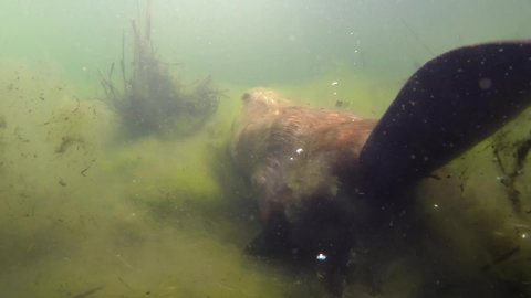 Underwater of Beaver Swimming Past Waving Tail and Stirring up Botton in Lake or Pond