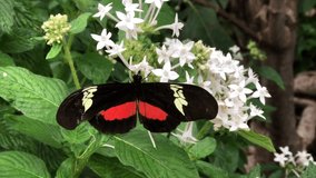 4K HD video of one Mexican Longwing butterfly on Jasmine flowers drinking nectar