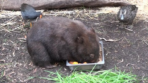 Common Wombat in Zoo Eating Food