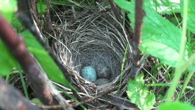 Song Sparrow Bird Nesting and Incubating Blue Speckled Eggs in Nest in Marsh - Powered by Shutterstock - Get 15% off with code: PIKWIZARD15