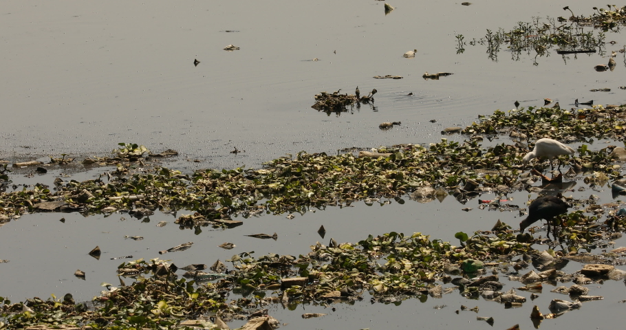Bird Crane on the water | Shutterstock HD Video #1048335703