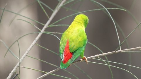 Vernal Hanging Parrot ( Indian Hanging Lorikeet ) Male in nature