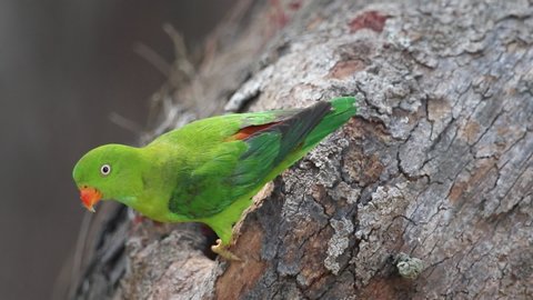 Female Vernal Hanging Parrot explore the tree hollow to nest.
