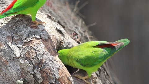 Mating in the breeding season of Vernal Hanging Parrot ( Indian Hanging Lorikeet )