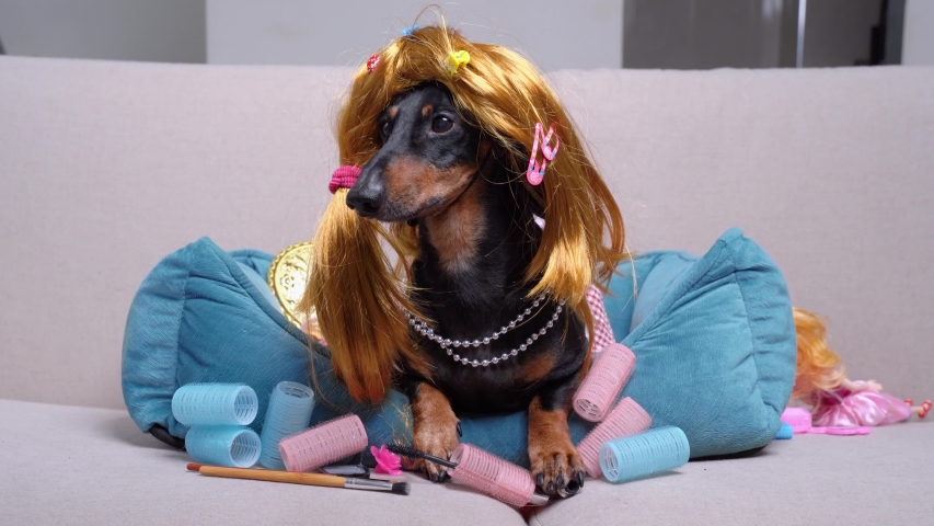 Portrait dachshund dog wearing a dress, necklace, wig, hair curlers, hairpins and cosmetics scattered nearby, lying on the sofa at home, looking around. | Shutterstock HD Video #1048343875