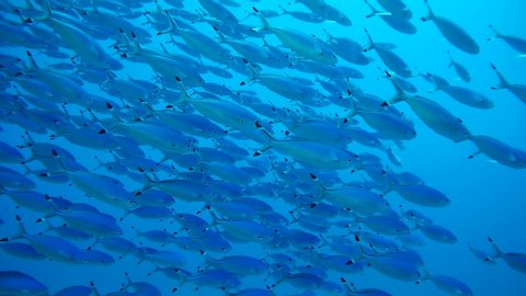 School of Blue fusilier fish in the blue water - Abu Dabbab, Marsa Alam, Red Sea, Egypt, Africa