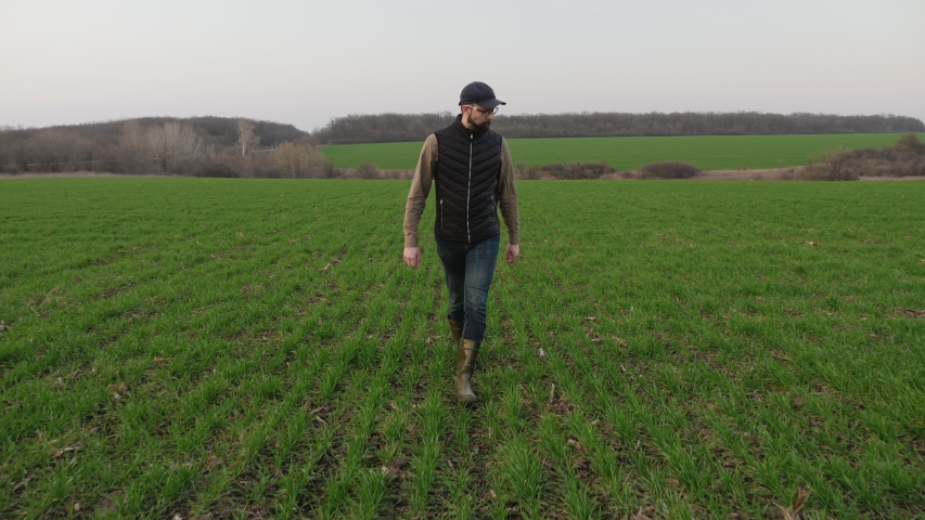 A farmer walks through a green field of winter wheat and inspects crop growth.