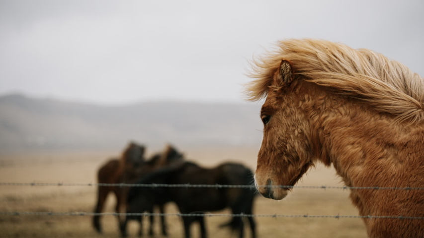 Icelandic horse on a grass field wind is blowing, mountains in the background, Iceland