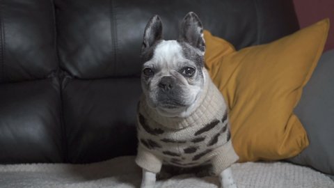 Beautiful French bulldog sitting on the sofa at home coughing and gulping in her leopard pajamas