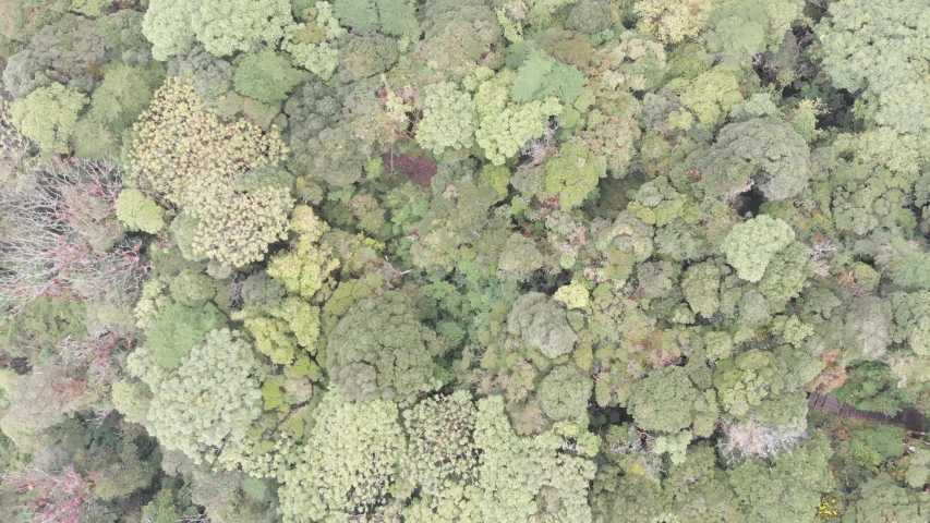 Beautiful rain forest in Central Costa Rica above Volcano and Laguna Barva