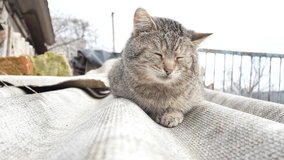 Dozing cat on the roof of the building. Pets. Feline. Place for text. Outside. Video.