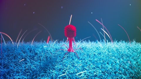 Single bacteriophage T4 sitting on bacteria surface. Virus infects and replicates within bacteria. Phage therapy, an antibacterial agent. Antibiotics alternative medical clinical treatment. 4k HD
