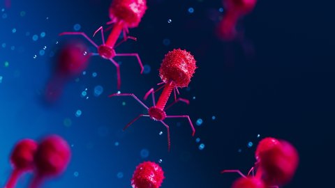 Many floating bacteriophages. Virus waiting for infecting bacteria. Bright red phages slowly moving against dark blue background. Phage therapy as alternative to antibiotics. Medicine, science  4k HD
