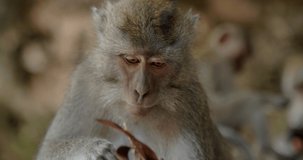 Little funny cute grey macaque Monkey playing with pink orange leaf, Bali, Indonesia, 4k. The face is very smart and interested in everything.