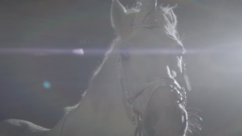 Unicorn. White Horse In The Dark. It Is Illuminated By Light. Animal Breathes In The Frosty Air. Horse Head Closeup.