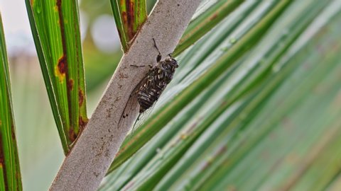 Large Cicada insecting on a branch with bodying to make chirping and clicking mating calls before flying away