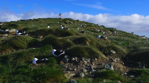 Los Pingüinos National Monument, Magdalena Island, Strait of Magellan, Magallanes and Chilean Antarctica Region, Patagonia, Chile, South America, America