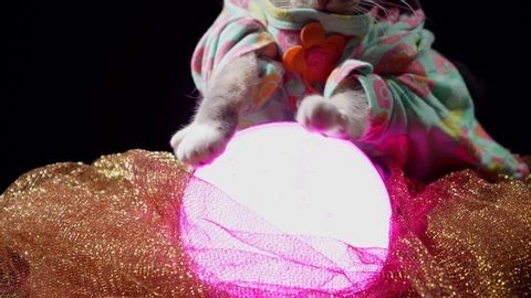 This closeup video shows cute cat fortune teller paws waving over a glowing crystal ball to see the into then future.