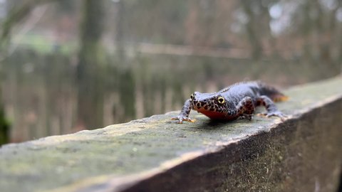 wild alpine newt outside on wooden beam 