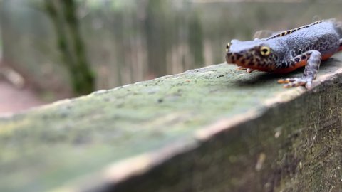 wild alpine newt outside on wooden beam walking towards camera