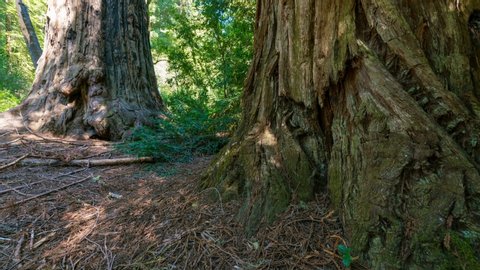 Timelapse tracking shot of coastal redwoods at Big Basin State Park in California 