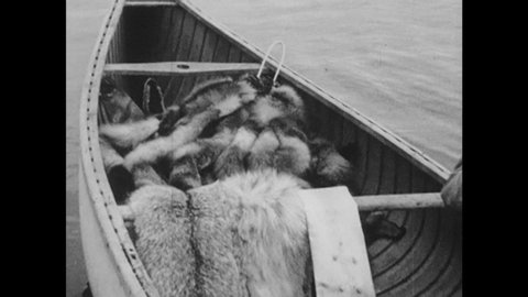 1950s: Man paddles canoe with fur pelts. Trapper carries fur pelts up to a trading post of the Hudson's Bay Company.