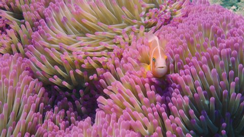 Clown or Anemonefish "Skunk Clown" hiding in the tentacles of an anemone on a vibrant and healthy section of the Great Barrier Reef. Filmed on a RED Camera in Slow Motion. Diver POV.