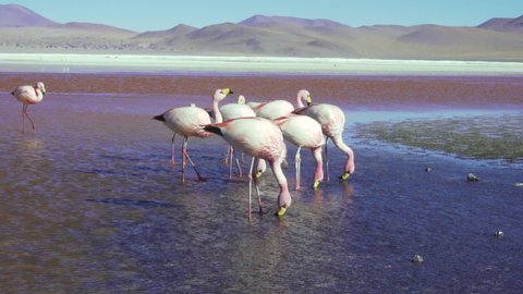 Pink flamingos drinking and feeding at Laguna Colorado