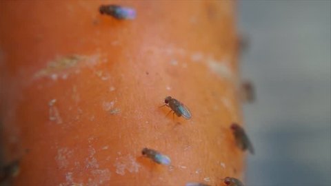 Fruit flies perching on rotting carrot