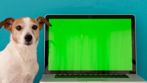 Dog looking at camera against laptop green screen on blue background