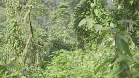Camera following adolescent mountain gorilla climbing tree vines in search of fresh young leaves to eat in Bwindi Impenetrable Forest National Park in Uganda