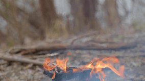 Closeup view video footage of small camp fire arranged outside in cold winter, autumn or spring forest.
