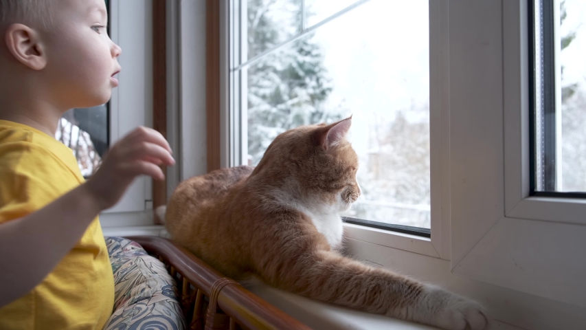 Child and pet at home. Red ginger tabby cat and little toddler boy looking out fo window watching falling snow. Domestic animal and kid friendship. Cozy scene, lifestyle.  | Shutterstock HD Video #1048417510