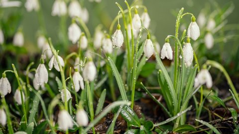 Beauty of white snowdrop flowers with morning dew drops blooming fast in spring time lapse