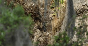 An adorable little Great Horned Owl chick in a large oak tree at a park in central Florida, USA.