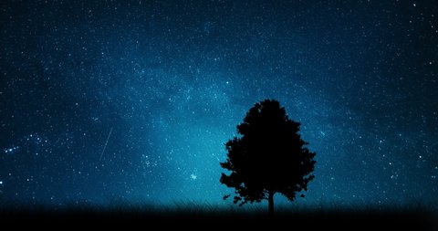 A silhouette of a moving maple tree on the grassy ground. A tree on the background of the starry sky and galaxy. Time lapse of the moving Milky Way. 